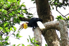 Rhyticeros undulatus