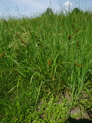 Carex vulpina