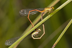Ceriagrion aeruginosum