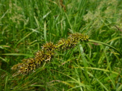 Carex vulpina