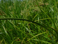 Carex vulpina