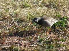 Spodiopsar cineraceus