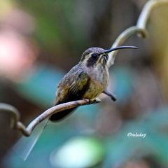 Phaethornis squalidus