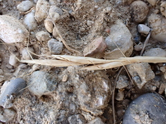 Helictochloa bromoides