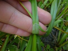 Carex vulpina