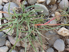 Helictochloa bromoides
