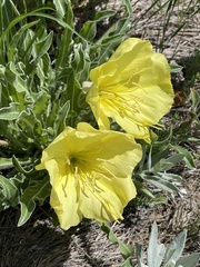Oenothera howardii