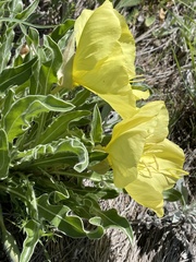 Oenothera howardii