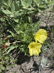Oenothera howardii
