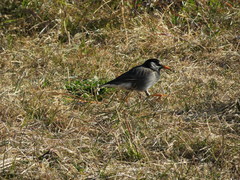 Spodiopsar cineraceus