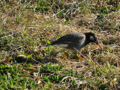 Spodiopsar cineraceus
