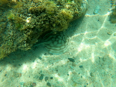 Urobatis concentricus