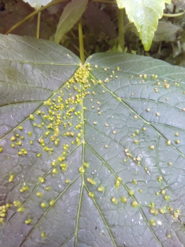 Sycamore Cherry Mite