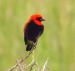 Euplectes hordeaceus