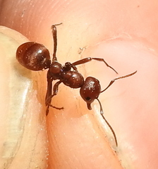 Polyergus rufescens
