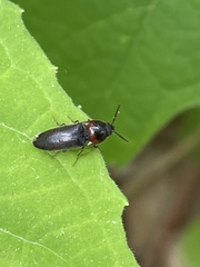 Ampedus rubricus