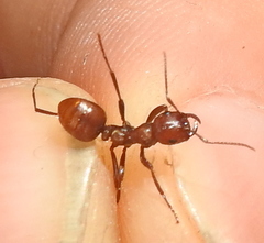 Polyergus rufescens
