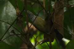 Epinecrophylla fulviventris