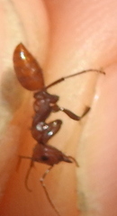 Polyergus rufescens