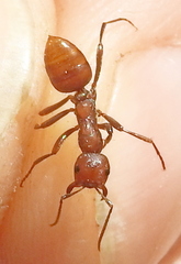 Polyergus rufescens