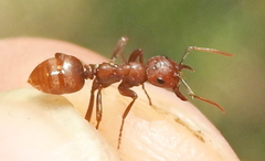 Polyergus rufescens