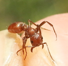 Polyergus rufescens