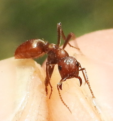 Polyergus rufescens