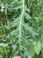 Silphium laciniatum