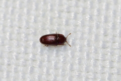 Phrenapatinae