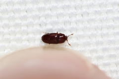 Phrenapatinae