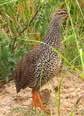 Pternistis icterorhynchus