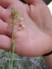 Boechera grahamii