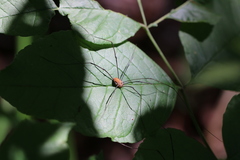 Leiobunum rotundum