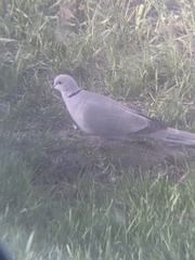 Streptopelia decaocto