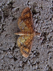 Niphograpta albiguttalis