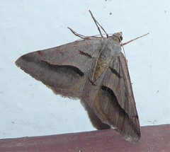 Digrammia subminiata