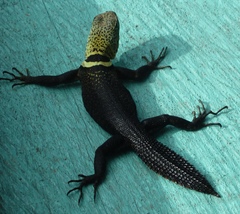 Uracentron flaviceps