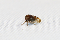Cyrtolobus togatus