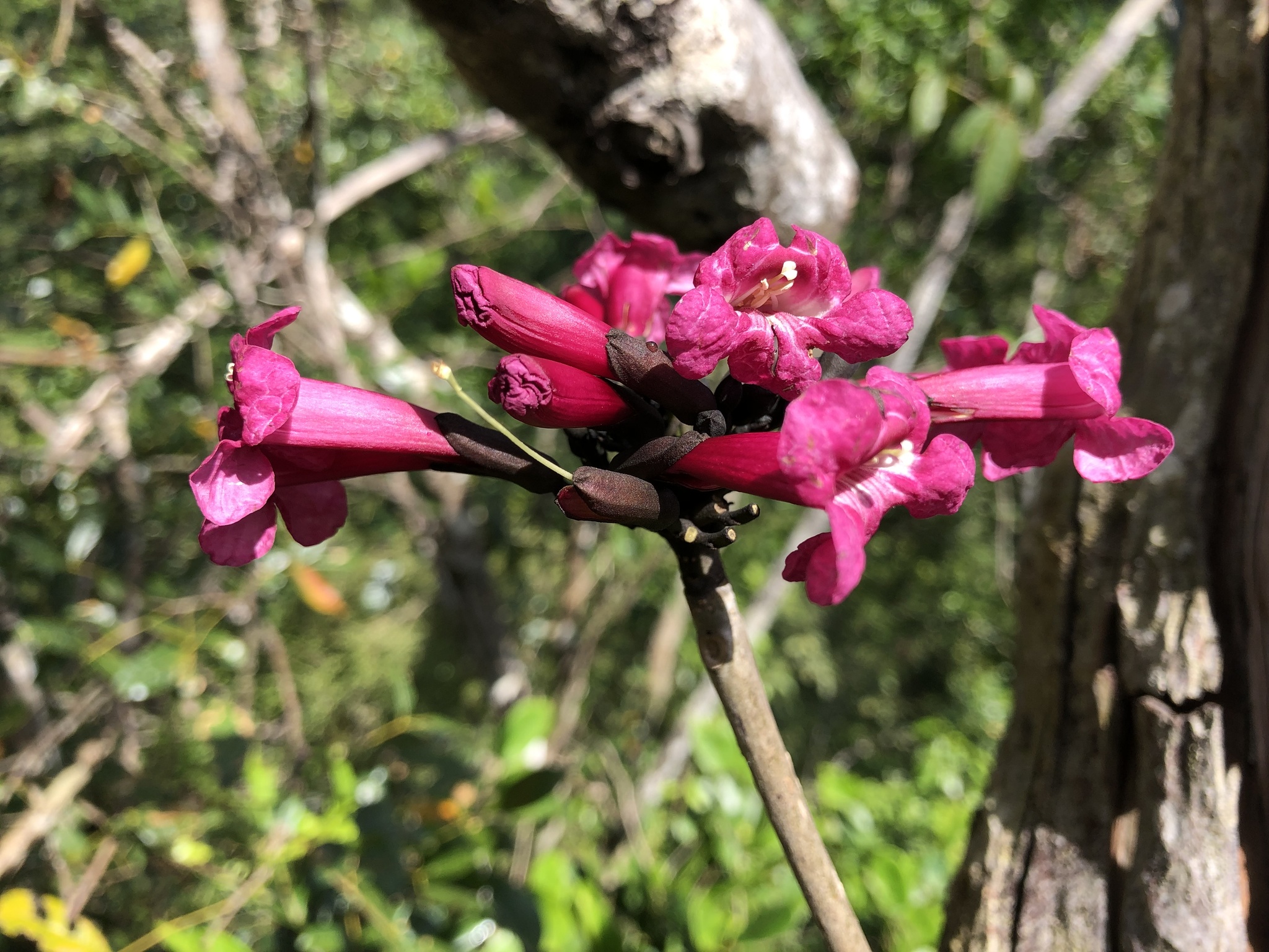 Tabebuia karsoana