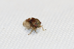 Cyrtolobus togatus