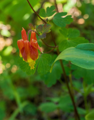 Aquilegia elegantula
