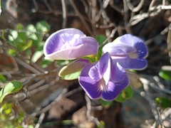 Periandra mediterranea