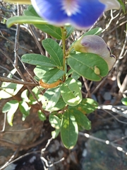 Periandra mediterranea