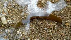 Limnatis nilotica