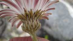 Gerbera tomentosa