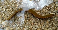 Limnatis nilotica