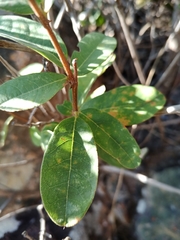 Periandra mediterranea