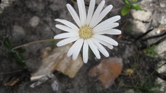 Gerbera tomentosa