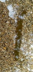 Limnatis nilotica