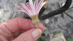 Gerbera tomentosa